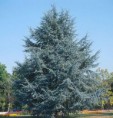 cedrus atlantica glauca ( Mavi Himaliya Sedir ) 